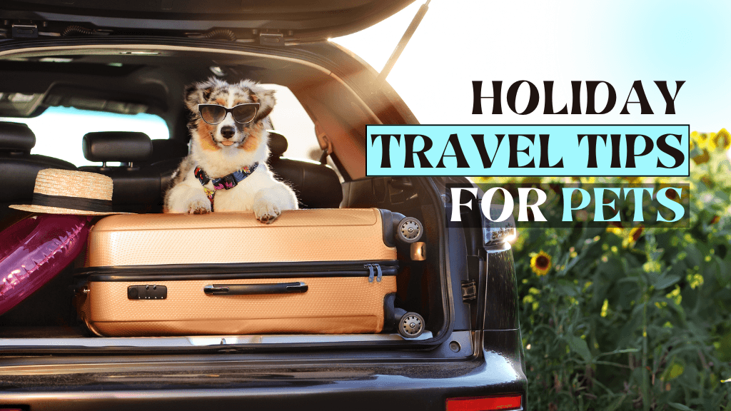 Stress-Free Holiday Travel: Top Tips for Keeping Your Pets Safe and Happy Stress-Free Holiday Travel: Top Tips for Keeping Your Pets Safe and Happy